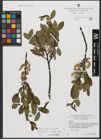 Foto von Salix waldsteiniana Willd.